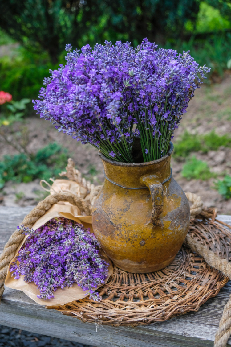 Osim što je lepa, lavanda ima brojne prednosti po ljudsko zdravlje